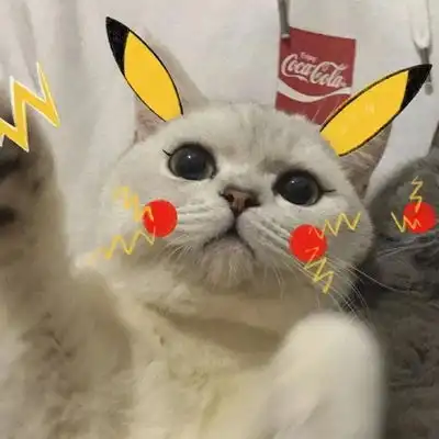 2023最新软萌猫咪可爱图片