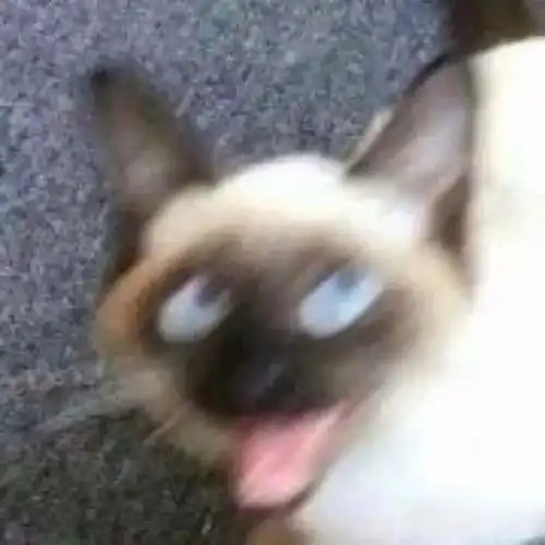  给大家分享一些沙雕猫猫情侣头像,哈哈哈哈哈