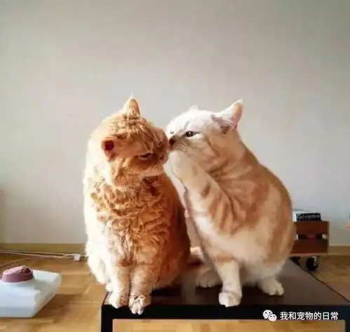  两只小猫咪在说悄悄话,猫咪你的小鱼干被我吃了