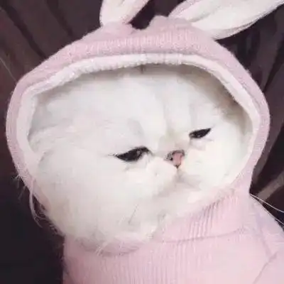 超萌宠物头像