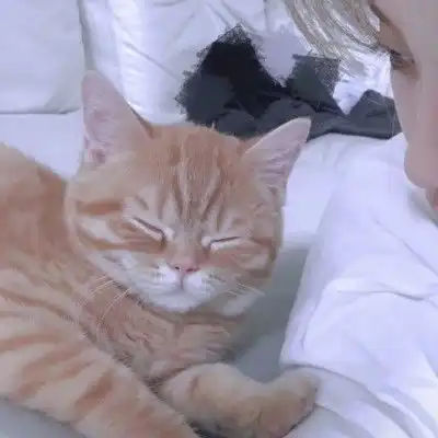  想当你怀里的猫,情侣头像