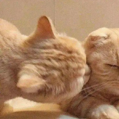  猫咪情侣头像为什么80的恋爱都发生在夏天