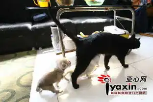  猫妈妈收养两只孤儿小狗传抓老鼠本领