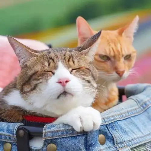 两只猫咪图片情侣头像夫