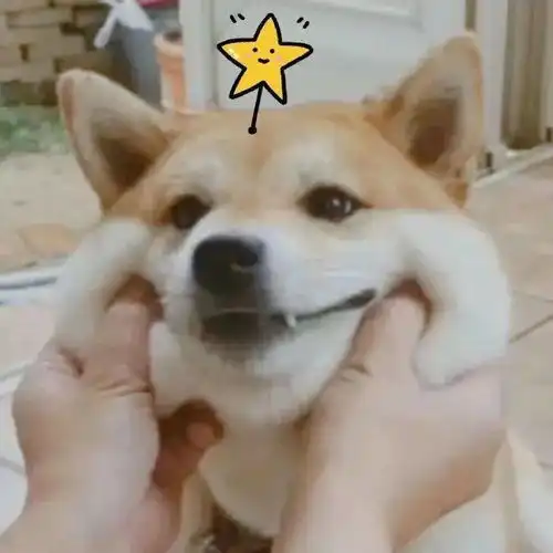  头像小众情话短句