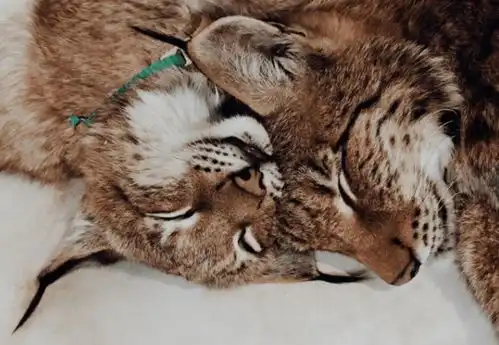  想养猫,又担心家里狗欺负猫,俄罗斯情侣干脆养了两只猞猁