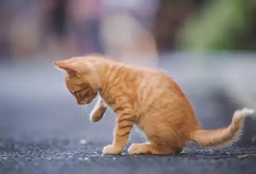  中国养猫四大特色