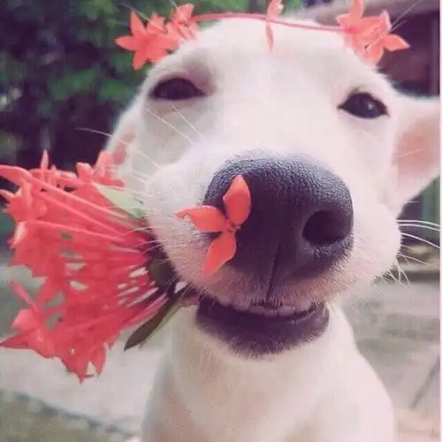  白色情人节测试什么斩断了你的桃花缘