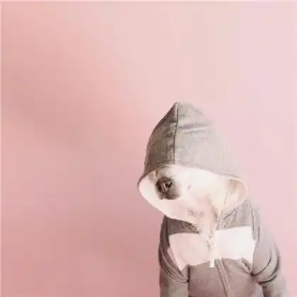  宠物情侣头像超萌一对,萌宠狗狗还有可爱的小猪