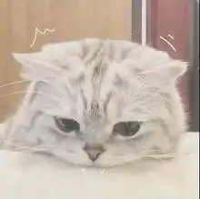 有关于猫的情侣头像猫咪