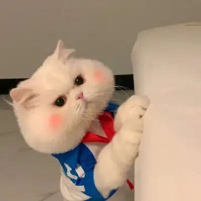 两只猫咪图片情侣头像娘
