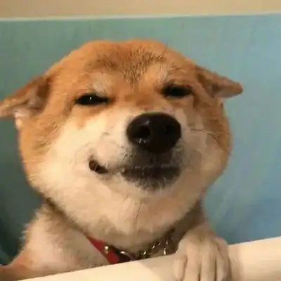 柴犬情侣头像一黄一黑