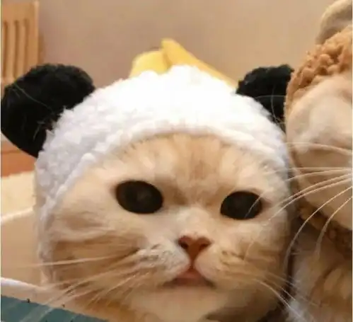  敲可爱的猫咪情头