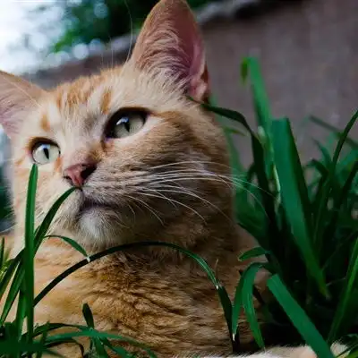  微信小猫头像,草地里玩耍的猫咪图片