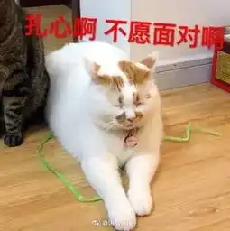  主人一进屋,就知道两只猫打过架了网友们看到后