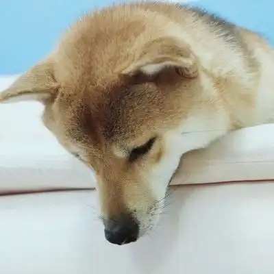  沙雕情侣头像