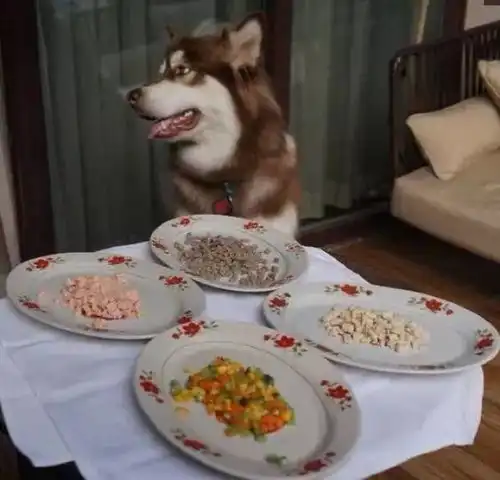  王思聪的狗王可可,一个月要花掉多少钱