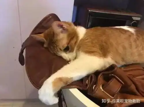  情人节吃狗粮不存在的有猫的人每天都在过情人节