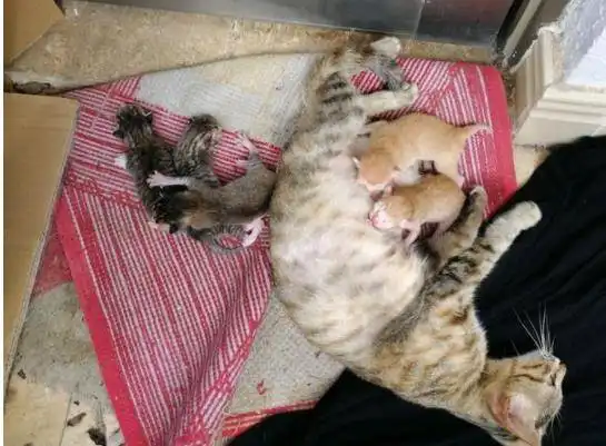  两只母猫都生宝宝了,一只母猫不幸死去,幼猫孤儿起先好可怜