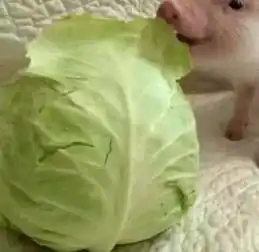  兄妹qq头像.