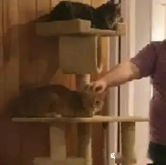 你知道弃猫效应吗