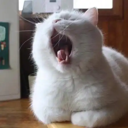 小猫情侣头像超萌吸血鬼