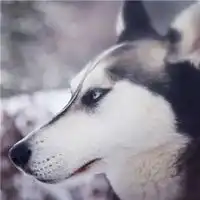  单身狗的qq头像