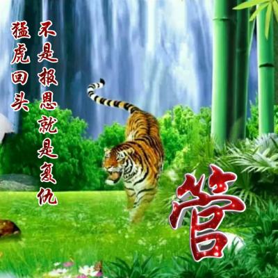  老虎姓氏头像猛虎回头太霸气了