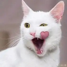  养了一只会撩人的猫,挠你一下都是爱你的形状