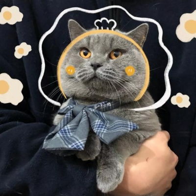  可爱猫咪情侣头像泡面加蛋烦情侣头像我要个性网