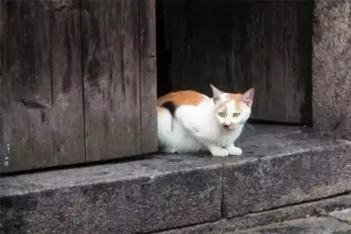 有关于猫的情侣头像弃猫