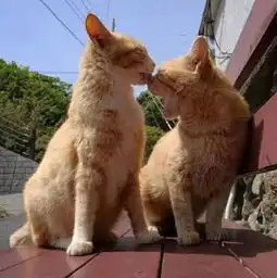  两对情侣猫出门撒猫粮,在街头的一番亲密互动,主人表示吃饱了