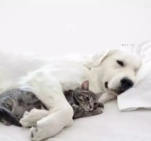  两只狗狗和一只猫能发生什么爱情故事