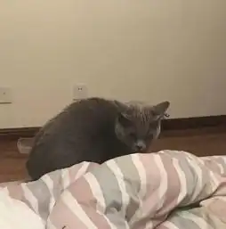  养一只猫和养两只猫的区别