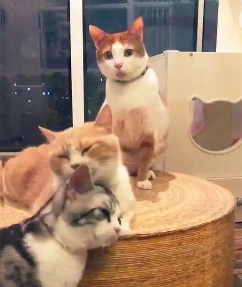  两只猫咪公开秀恩爱,旁边一只单身狗看见,小眼神比失恋还惊恐