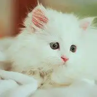 萌宠情侣头像文字头像