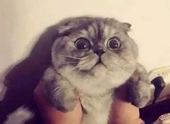  日常保养猫咪毛发该怎么做想要猫咪拥有美丽毛发,这些需做到