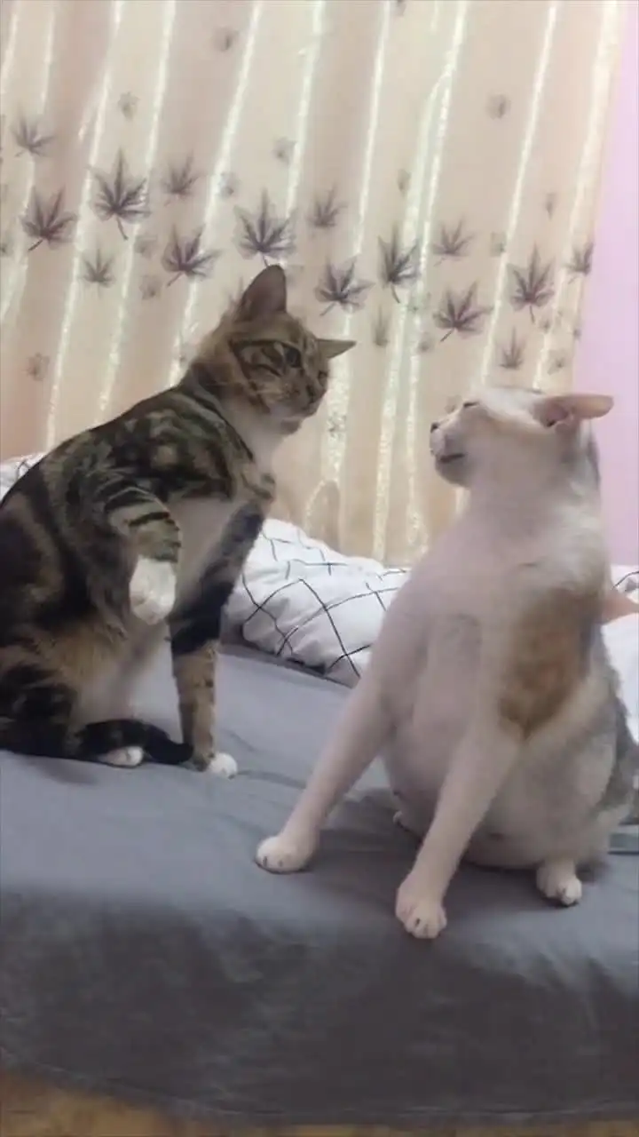  一对猫咪情侣日常吵架,超有趣