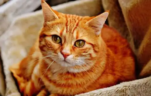  情侣养这6种猫咪,可以防止分手