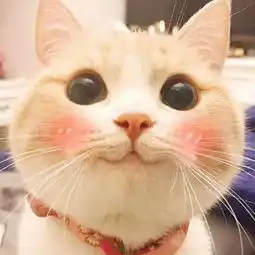  猫咪头像最萌不过小奶猫