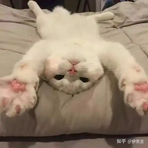 生过两次崽的四岁家养母猫可以绝育吗