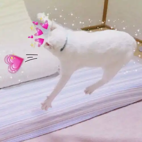  个性情侣头像