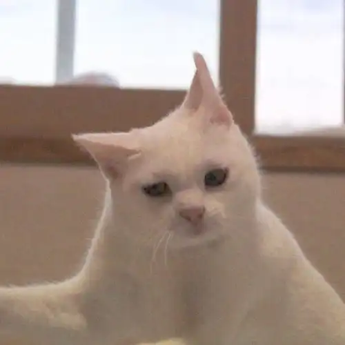 情侣头像