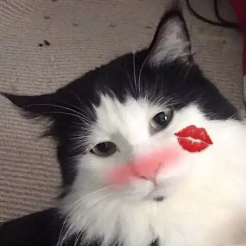 有关于猫的情侣头像狗狗