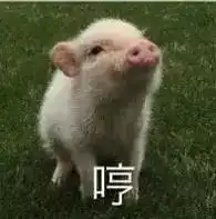 猪猪头像情侣微信表情包