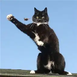  猫咪情侣头像一对两张2018我们可以一起祸害苍生