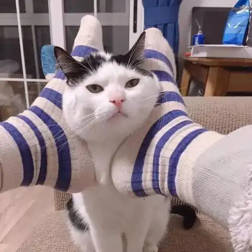 有关于猫的情侣头像猫狗