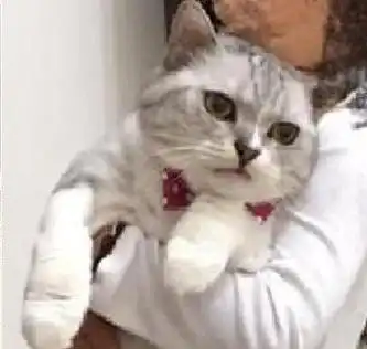  猫咪被小主人强抱,一脸不爽的看主人还拍,快救驾啊