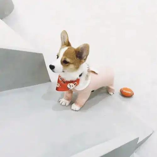 会玩撸猫撸狗撸鸭抱小浣熊,才是有灵魂的咖啡伴侣