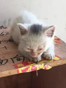 两只猫咪图片情侣头像孤